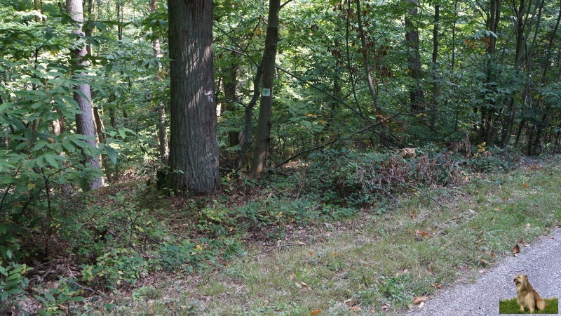 Ritterstein Nr. 236-6a Haingeraide Loogfelsen.JPG - Ritterstein Nr.236 Haingeraide Loogfelsen